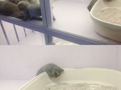 -喵的天空名猫咖啡馆·撸猫·猫舍·用品