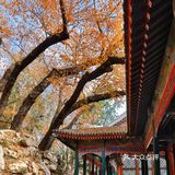初冬的颐和园，由后山石阶而上，少有游客，唯闻雀儿鸣叫