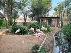 -清迈夜间动物园