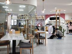 -喵园·猫主题咖啡厅·撸猫·猫咖(国贸店)