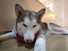 -Husky Go! 哈士奇体验馆·宠物咖啡厅狗咖