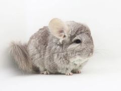 -龙猫仔乐园(惠福东路店)