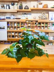 -今日陶艺(富力广场店)