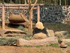 -都江堰中华大熊猫苑