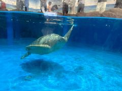 -芜湖新华联大白鲸海洋公园