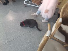 -共舞时光猫咖·狗咖(新街口店)