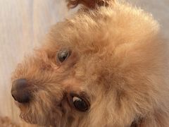 -瑞派福兴宠物医院犬猫全科·骨科·中西医结合(河东店)