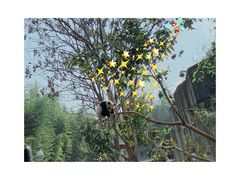 -成都大熊猫繁育研究基地