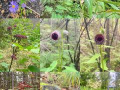 -峡谷浮石林景区