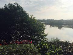 -大湾区中央湿地公园