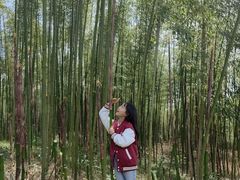 -黄海国家森林公园