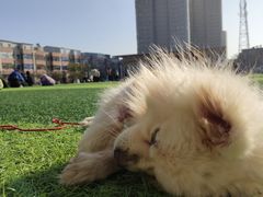 -pd派德宠物中心医院24H急重症·眼科中心·血液透析中心(嵩山北路店)