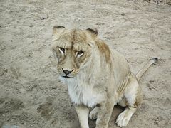 -北京野生动物园