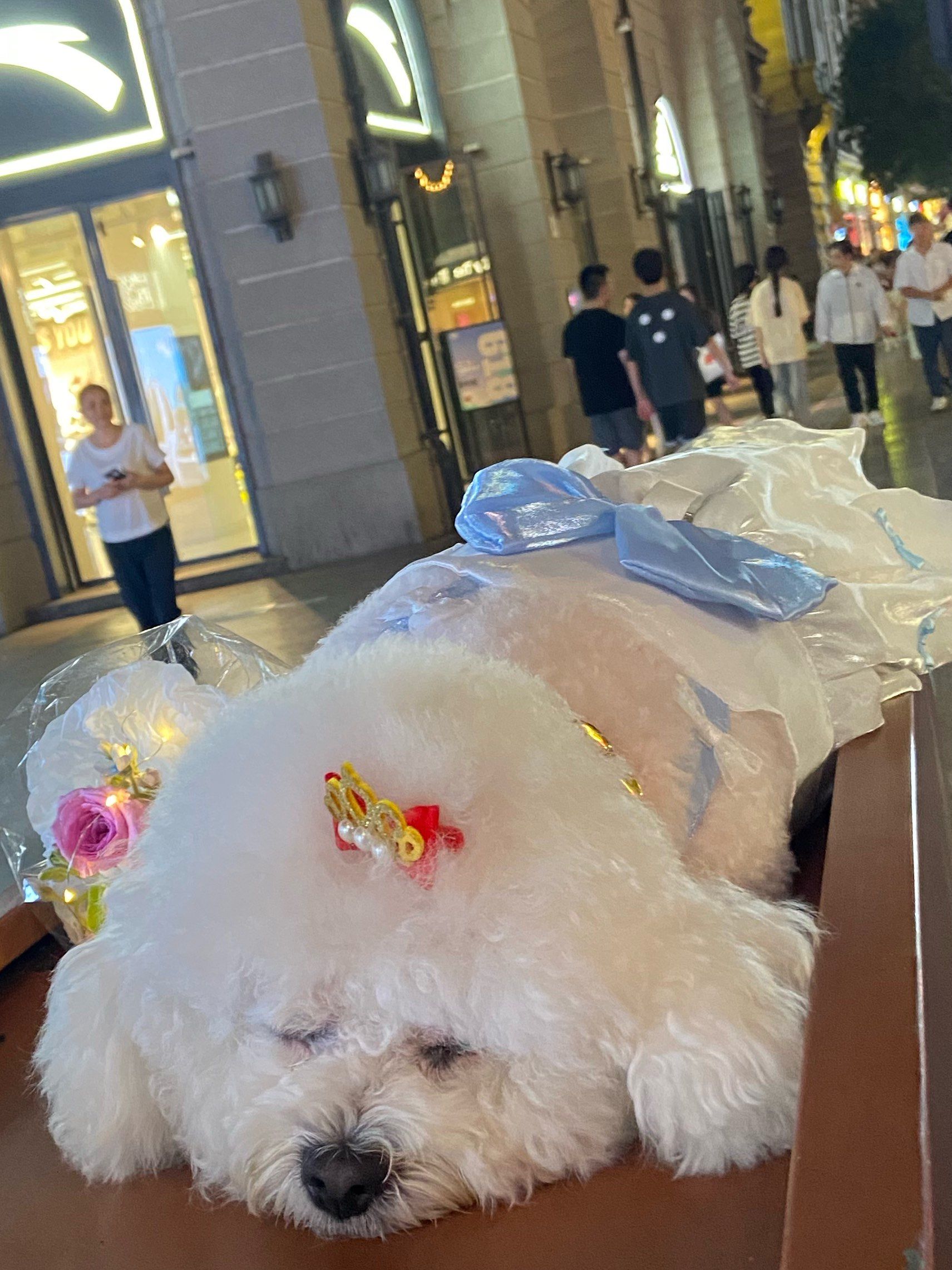 偶遇穿裙子的公主小狗