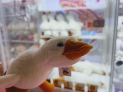 -可爱抓 COCO  GOTCHA(天津鹏欣水游城店)