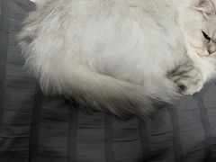 -蔴将·川菜(黄龙万科店)