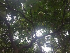 -降龙爪爪(建设路2店)