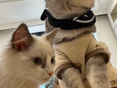 -楼上猫咖(罗湖店)