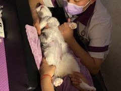 -宠爱国际动物医院·消化内科·心肾内科·ISFM猫友好(望京店)
