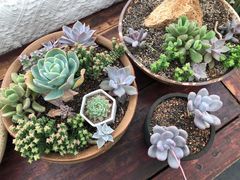 -北马山庄植趣咖啡