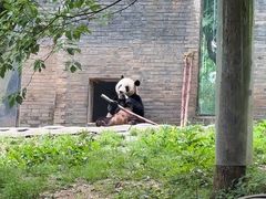 -都江堰中华大熊猫苑