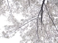 -金陵图书馆