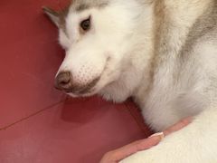 -和它·交个朋友·狗咖猫咖(爱琴海店)