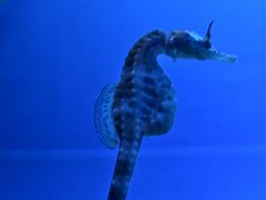 -上海海洋水族馆