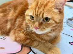 -伟伟宠物医院·瑞派猫友好医院·猫科(光谷店)