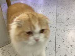 -喵园·猫主题咖啡厅·撸猫·猫咖(国贸店)