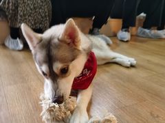 -Husky Go! 哈士奇体验馆·宠物咖啡厅狗咖