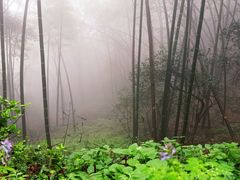 -西湖风景区十里琅珰-五云山
