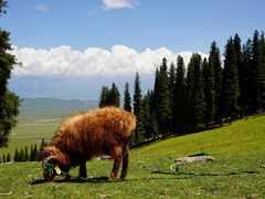 -新疆那拉提国家旅游度假区