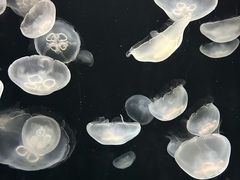 -大阪海游馆