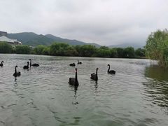 -长兴太湖图影湿地文化园