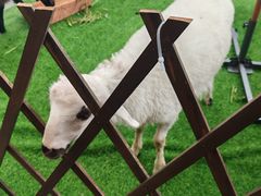 -清真·益鑫羊肉手抓馆(花园北街店)