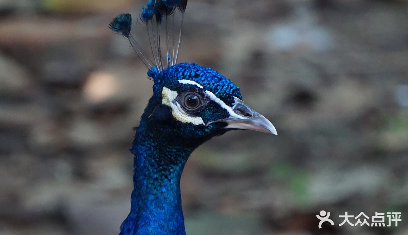 大蜀山野生动物园|去找动物朋友们冒险吧