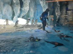 -帝企鹅自助餐厅•儿童岛•真企鹅(长隆企鹅酒店)