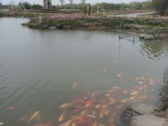 -池杉湖湿地公园