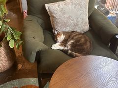 -咖法森林·咖啡  酒吧(天河店)