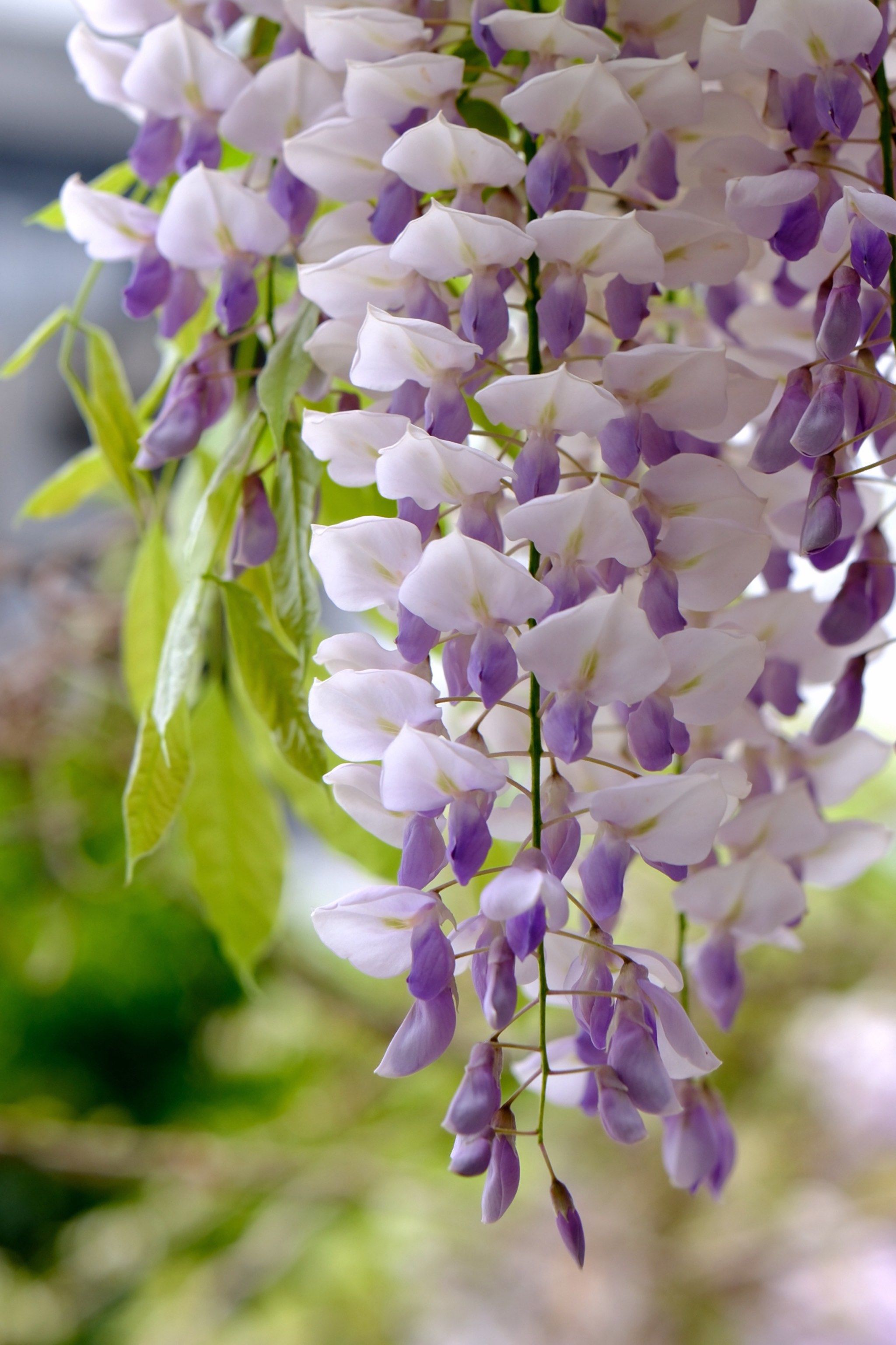 紫藤花开的季节