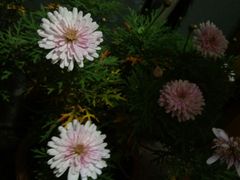 -老宅子私房菜馆(大理古城店)