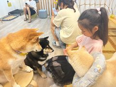 -柴迷FANS CLUB·柴犬狗咖·猫咖