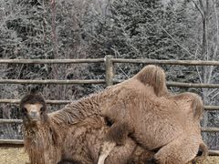 -青藏高原野生动物园
