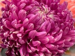 -BEAST野兽派(上海浦东嘉里城店)