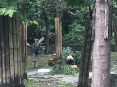-都江堰中华大熊猫苑
