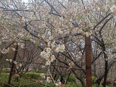 -广州市流溪河国家森林公园