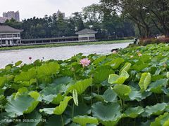 -荔湾湖公园