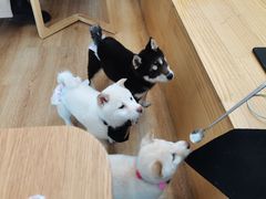 -柴犬小屋·柴餐厅·狗咖食堂(金鼎广场店)