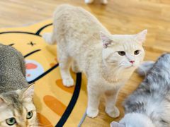 -COLOR PETS 撸猫馆·购猫·猫咖(长风大悦城店)